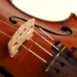Warchal Amber strings - tailpiece
