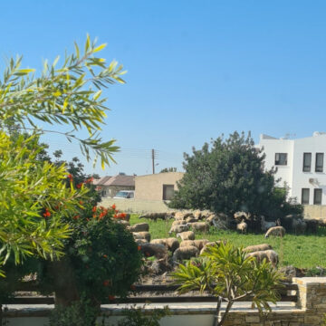 A Luthier in Cyprus