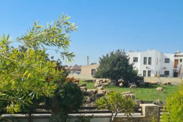 A Luthier in Cyprus